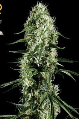 Super Silver Haze (Greenhouse Seeds)