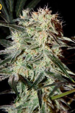 Arjan's Strawberry Haze (Greenhouse Seeds)