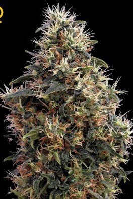 Sweet Mango Autofiorente (Greenhouse Seeds)