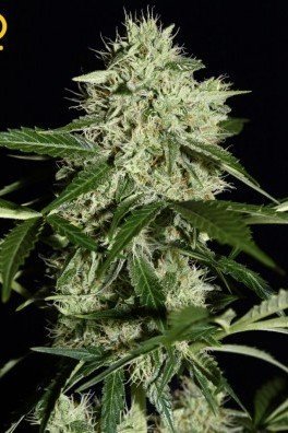 Northern Lights Autofiorente (Greenhouse Seeds)