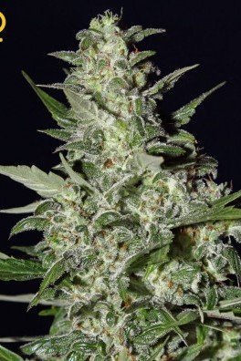 Super Critical Autofiorente (Greenhouse Seeds)