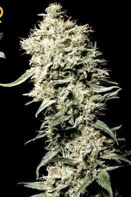 Big Bang Autoflowering (Greenhouse Seeds)