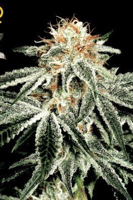 Big Bang Autoflowering (Greenhouse Seeds)