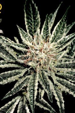 Big Bang Autoflowering (Greenhouse Seeds)