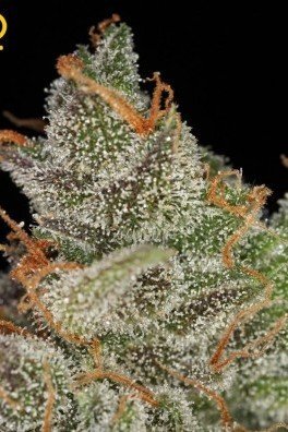 King's Kush (Greenhouse Seeds)