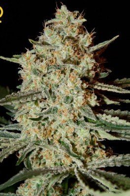 Himalaya Gold (Greenhouse Seeds)