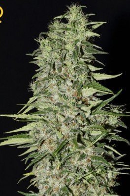 Big Bang Autoflowering (Greenhouse Seeds)