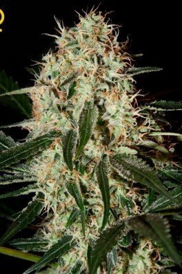 Arjan's Haze 3 (Greenhouse Seeds)