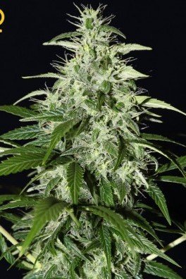 Kalashnikova Autofiorente (Greenhouse Seeds)