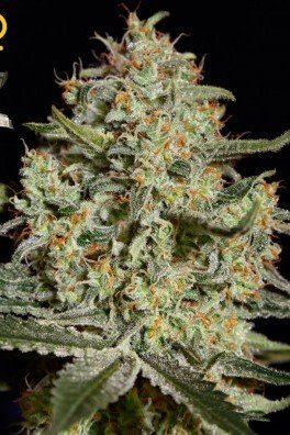 Big Bang (Greenhouse Seeds)