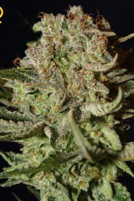 Super Bud Autofiorente (Greenhouse Seeds)