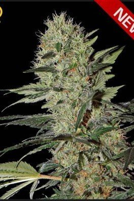 Exodus Cheese Autofiorente (Greenhouse Seeds)