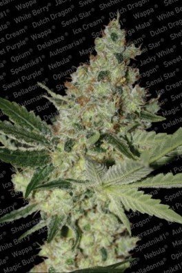 Acid (Paradise Seeds)