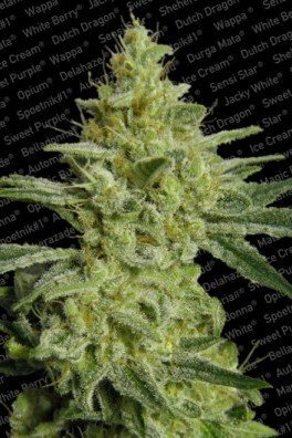 Allkush (Paradise Seeds)