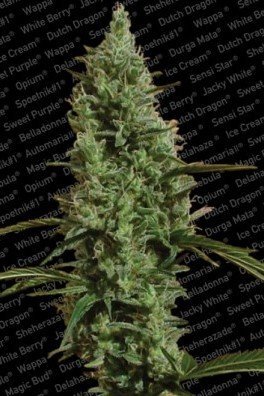 Atomical Haze (Paradise Seeds)