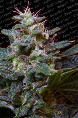 Sweet Purple (Paradise Seeds)