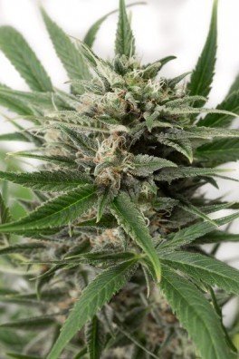 Blue Amnesia XXL Autofiorente (Dinafem)