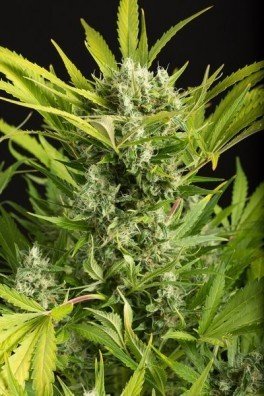 Blue Critical Autofiorente (Dinafem)