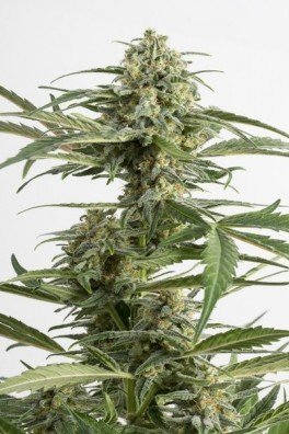 Critical Cheese Autofiorente (Dinafem)