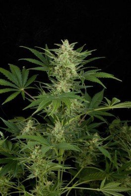 Critical Jack Autofiorente (Dinafem)