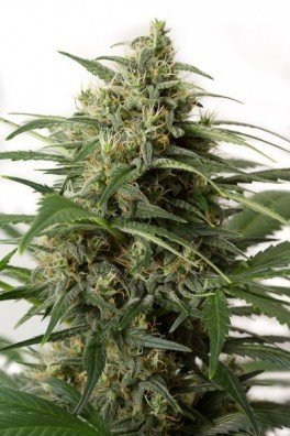 Moby Dick XXL Autofiorente (Dinafem)