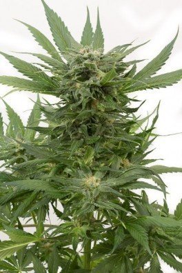 Sour Diesel Autofiorente (Dinafem)