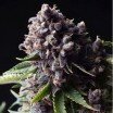 Auto Purple (Pyramid Seeds)