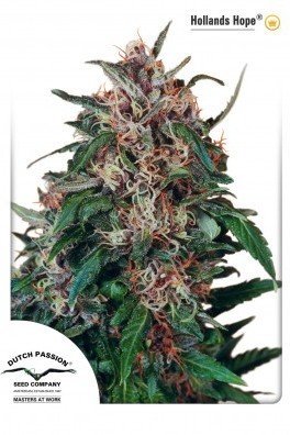 Blueberry (Dutch Passion)