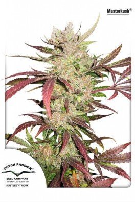 Master Kush (Dutch Passion)