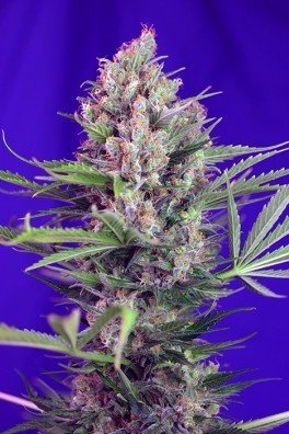 Jack 47 Auto (Sweet Seeds)
