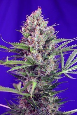 Cream Mandarine F1 Fast Version (Sweet Seeds)