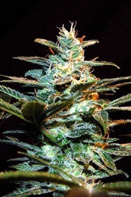 Ice Cool (Sweet Seeds)