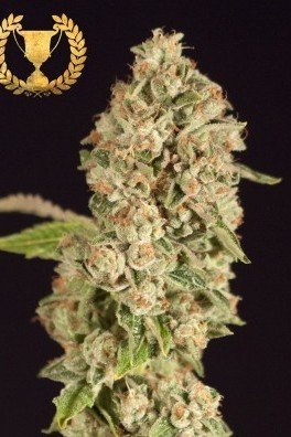 OG Reekn (Devil's Harvest Seeds)