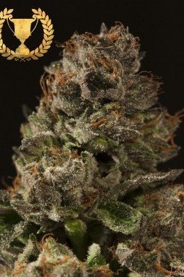 Strawberry Sour Diesel (Devil’s Harvest Seeds)