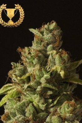 Rollex OG Kush (Devil’s Harvest Seeds)