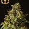 Rollex OG Kush (Devil's Harvest Seeds)