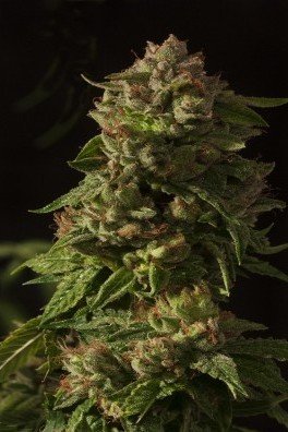 Fallen Angel (Devil’s Harvest Seeds)