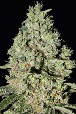 DFA Autofiorente (Super Strains)