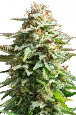 Amnesia Haze (Zativo Seeds)