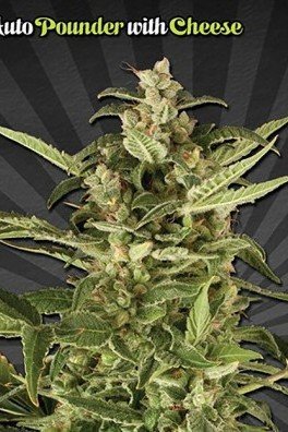 Auto Pounder con Cheese (Auto Seeds)