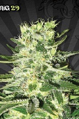 MiG-29 (Auto Seeds)