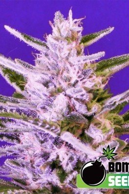 Ice Bomb (Bomb Seeds)