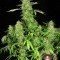 CBD-Chronic (Serious Seeds)