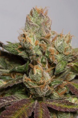 707 Truthband (Humboldt Seeds)