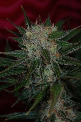 Agent Orange (TGA Subcool Seeds