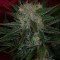 Agent Orange (TGA Subcool Seeds