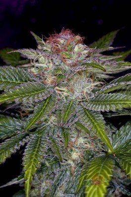 Deep Purple (TGA Subcool Seeds)