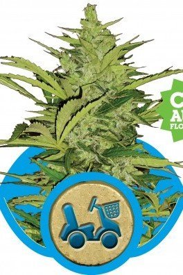 Fast Eddy Automatica (Royal Queen Seeds)