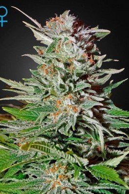 Super Lemon Haze Autofiorente (Greenhouse Seeds)