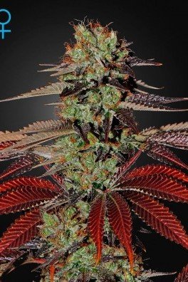 King's Kush Autofiorente (Greenhouse Seeds)